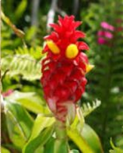 Qust al Hindi (indian costus ) loose 100g